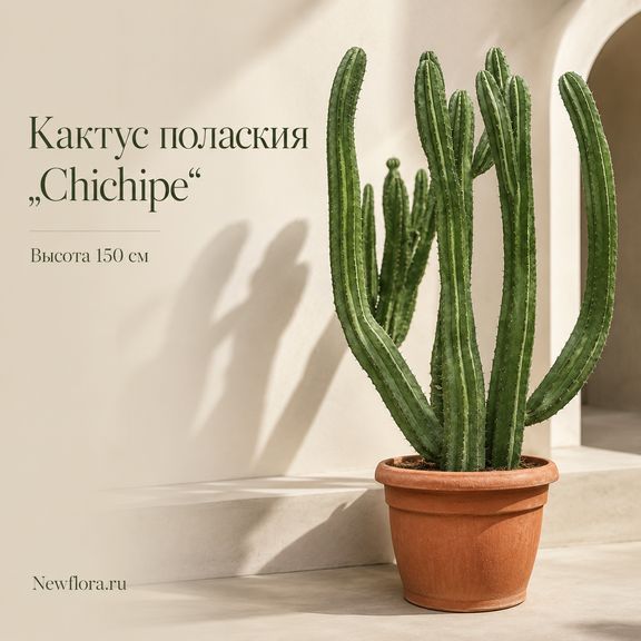 Кактус полаския «chichipe» (высота 150 см)