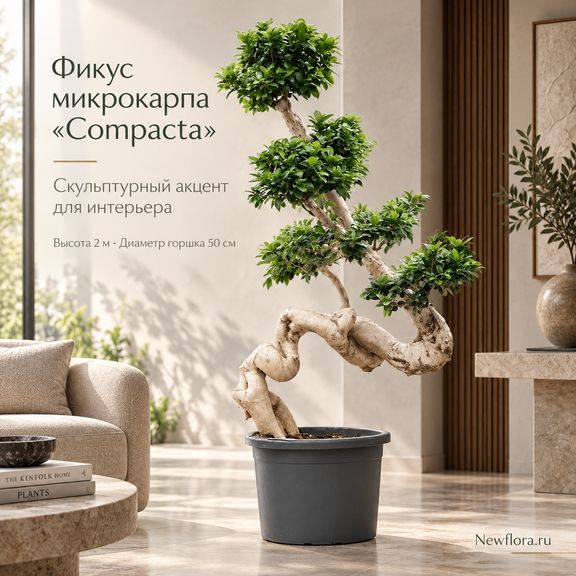 Фикус микрокарпа «compacta» (высота 2 метра)