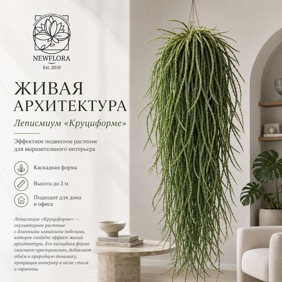 Леписмиум «круциформе» подвесной (высота 2 метра)