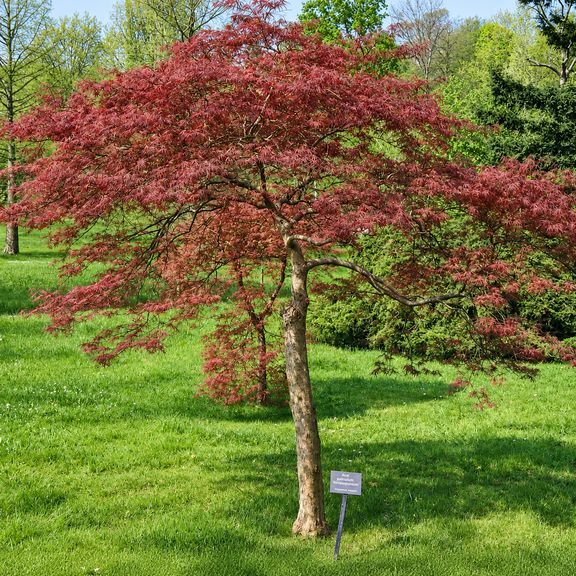 Клен японский дланевидный «palmatum» (высота 4 метра)