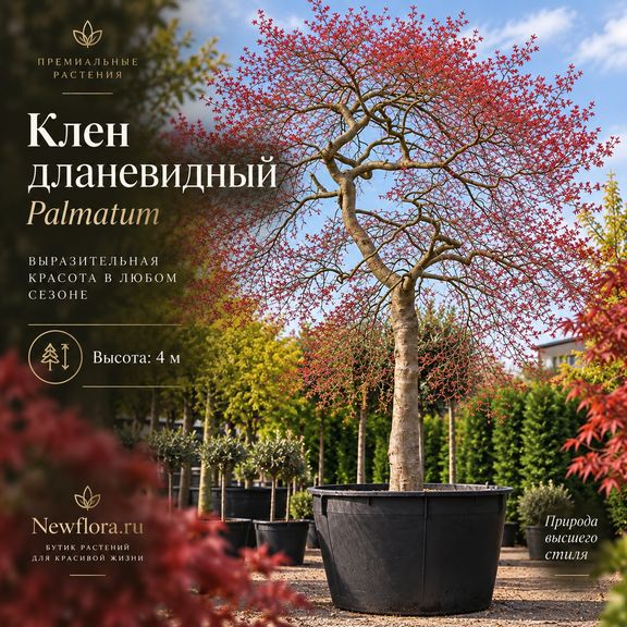 Клен японский дланевидный «palmatum» (высота 4 метра)