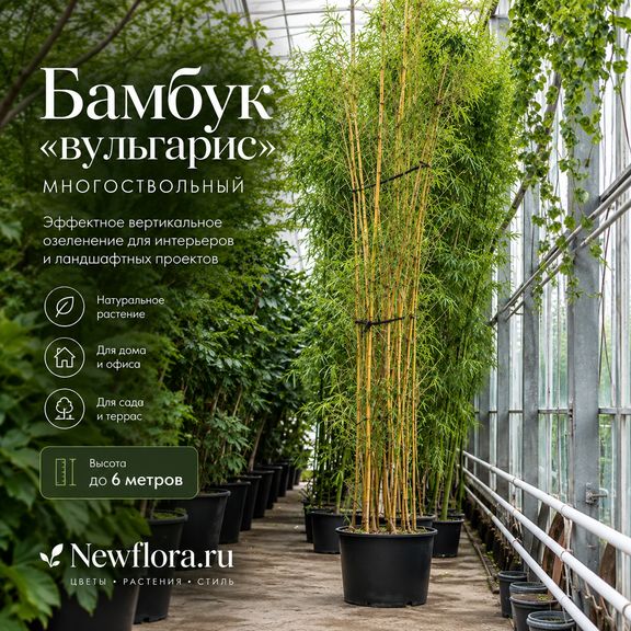 Бамбук «вульгарис» многоствольный (высота 6 метров)