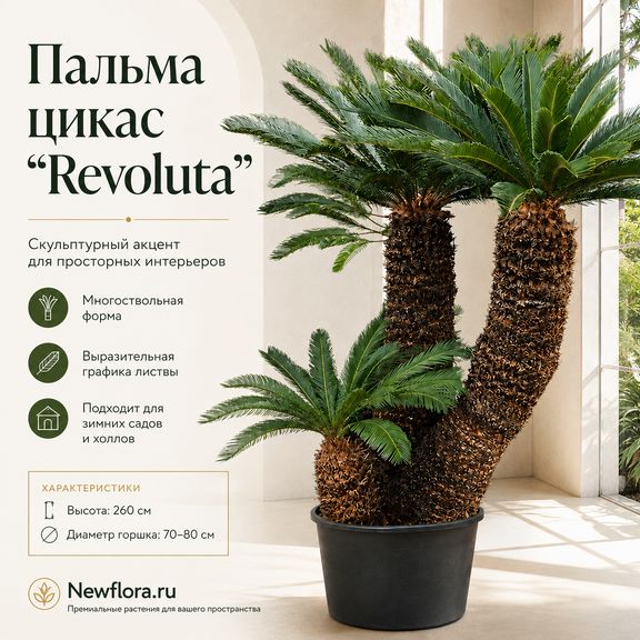 Пальма цикас «revoluta» многоствольная (высота 260 см)