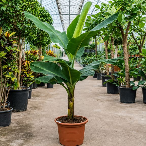 Банановое дерево «musa tropicana» (высота 2 метра)