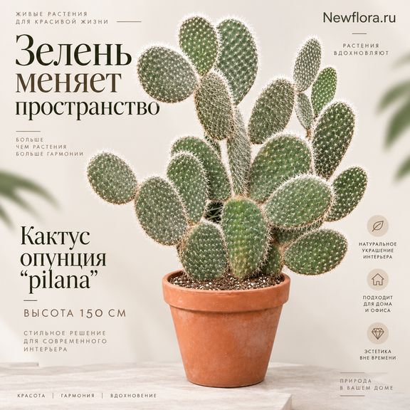 Кактус опунция «pilana» (высота 150 см)