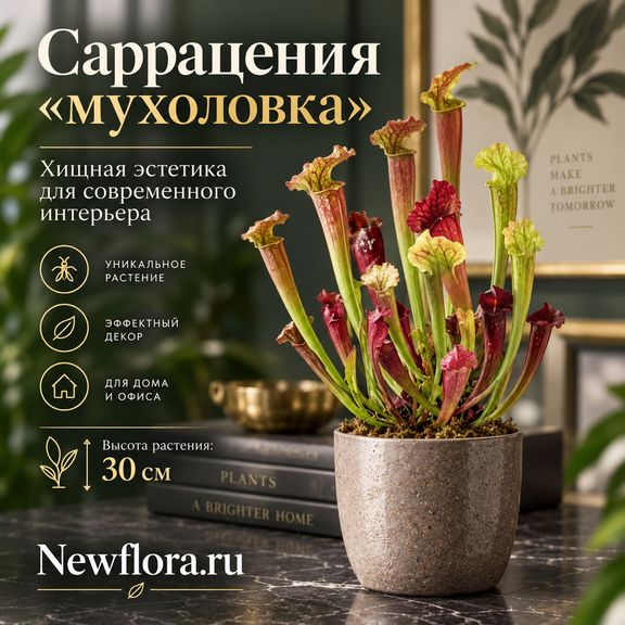 Саррацения «мухоловка» (высота 30 см)