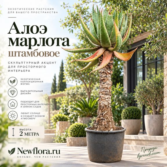 Алоэ марлота штамбовое (высота 2 метра)