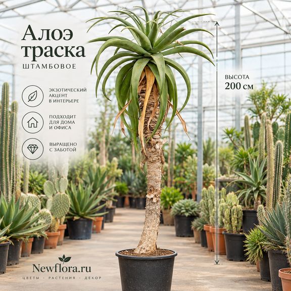 Алоэ «thraskii» штамбовое (высота 200 см)
