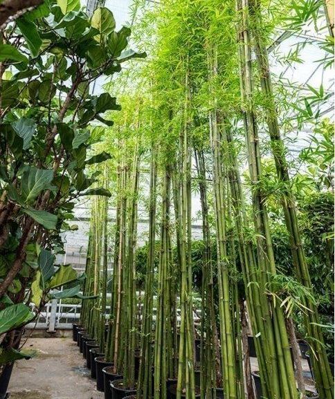 Бамбук «сиамский» многоствольный (высота 5 метров)