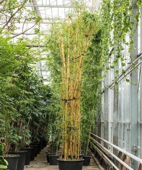 Бамбук «вульгарис» многоствольный (высота 6 метров)