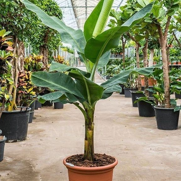 Банановое дерево «musa tropicana» (высота 2 метра)
