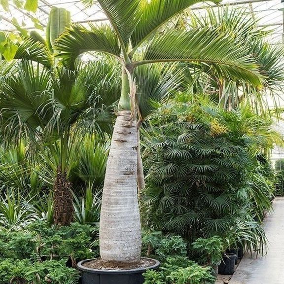 Пальма бутылочная «hyophorbe» (высота 4 метра)