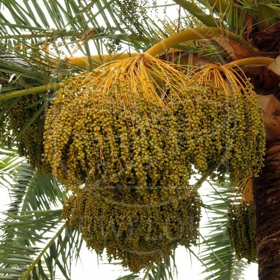 Ветка финиковой пальмы «dadel» с плодами (60-70см)