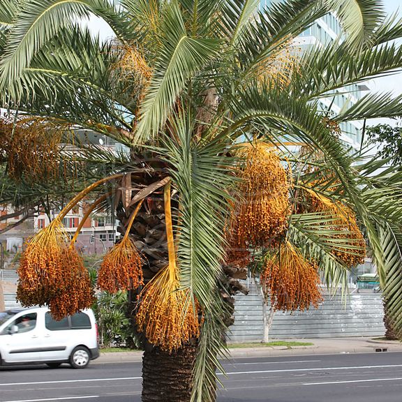 Ветка финиковой пальмы «dadel» с плодами (60-70см)