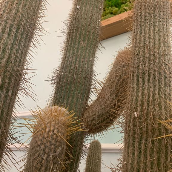 Кактус Эспостоа шерстистая (Espostoa Lanata) или Старик Перуанский 200 см * Этот кактус растет в парке «Абрау-Дюрсо»