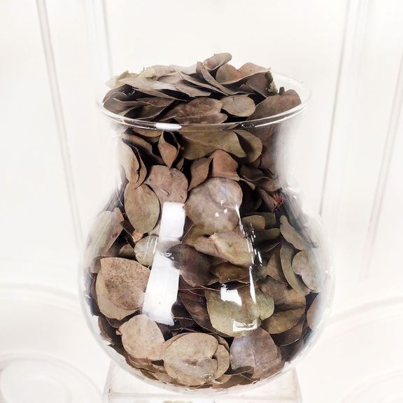 Лист сухого эвкалипта, Голландия