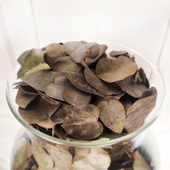 Лист сухого эвкалипта, Голландия