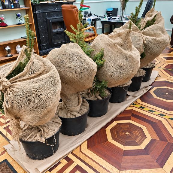 Голубая ель в горшке 100-110 см (живая)