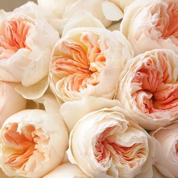 Роза пионовидная «juliet» 50-60см (поштучно)