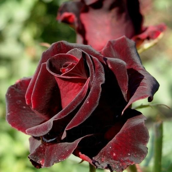 Роза черная «Black Baccara» (поштучно)