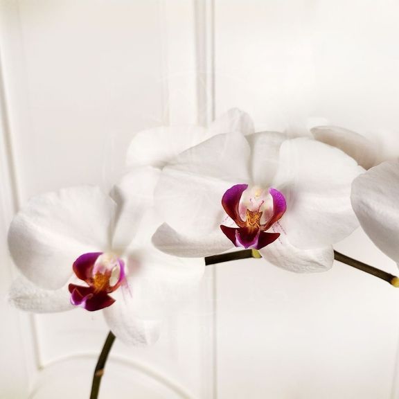 Орхидея фаленопсис бело-розовая (на ветке)