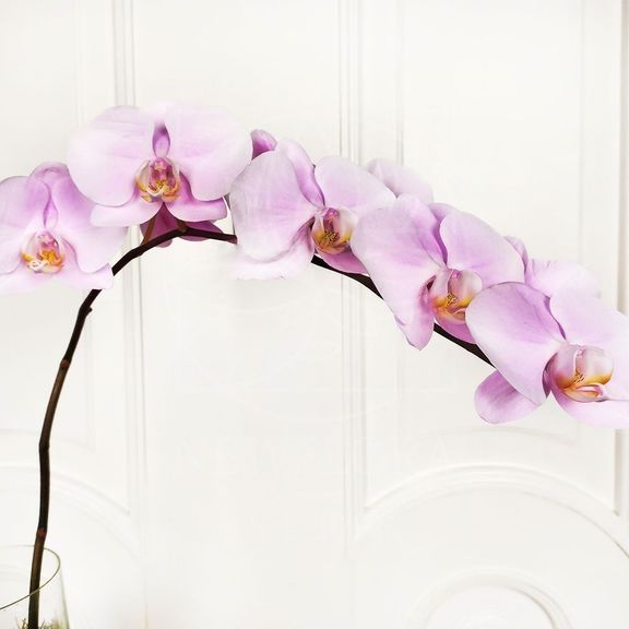 Орхидея фаленопсис розовая (на ветке)