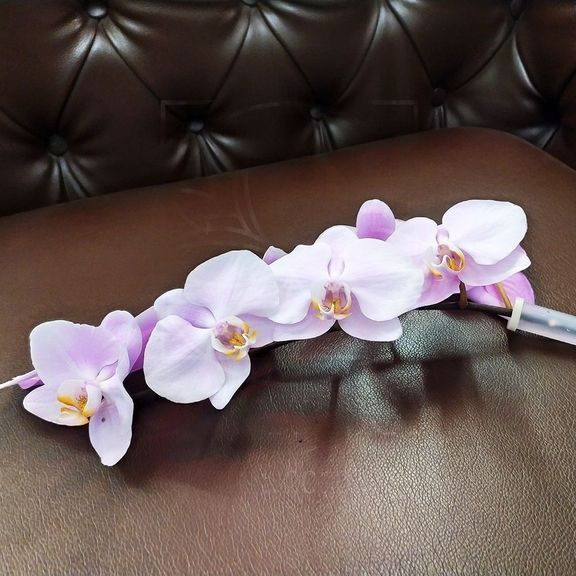 Орхидея фаленопсис розовая (на ветке)