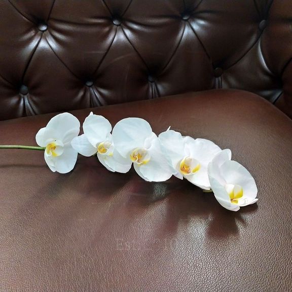 Орхидея фаленопсис белая (на ветке)