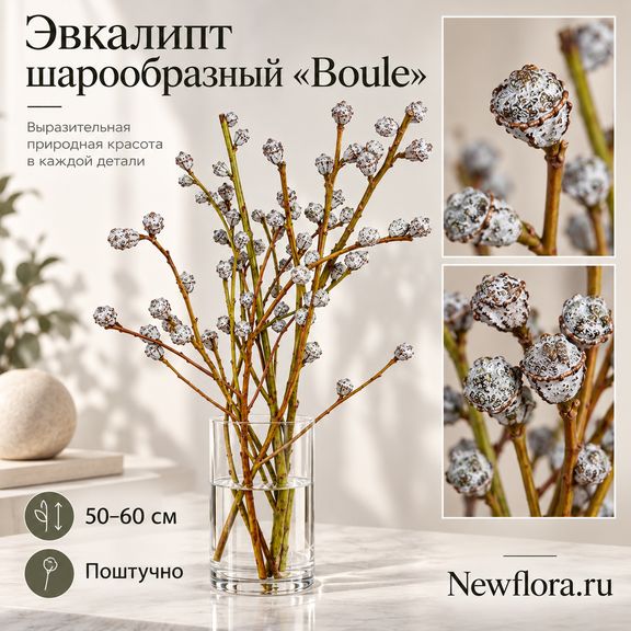 Эвкалипт шарообразный «Boule» 50–60 см (поштучно)