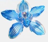 Голубая орхидея цимбидиум на ветке (80см)