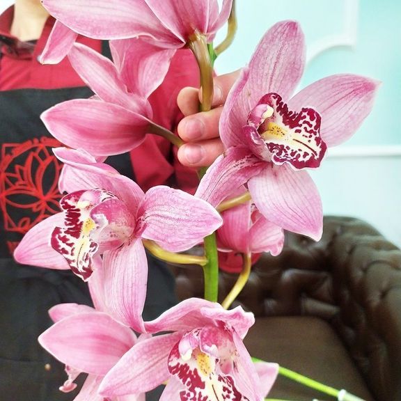 Орхидея цимбидиум высота 100см (поштучно)