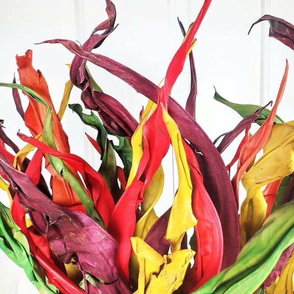 Лист стрелиции разноцветный 80-100см, Эквадор
