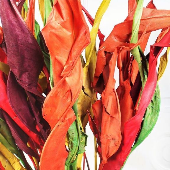 Лист стрелиции разноцветный 80-100см, Эквадор