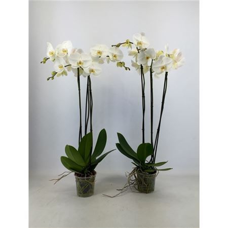 Орхидея фаленопсис белая «Fortuno Largo» (высота 110см)