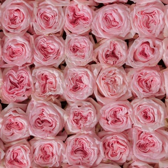 Роза пионовидная ароматная Pink Ohara (поштучно)