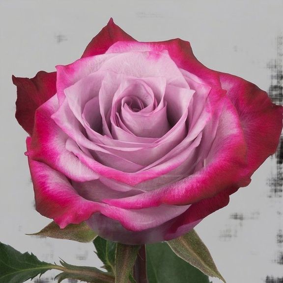 Роза фиолетовая Deep Purple 50-60см (поштучно)