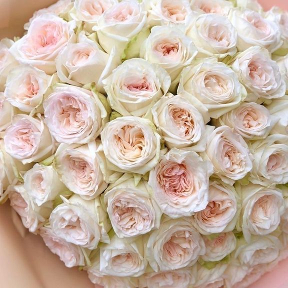 Роза пионовидная ароматная White Ohara (поштучно)