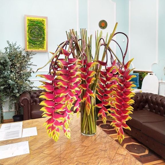 Геликония рострата XXL (Heliconia rostrata) высотой 100см