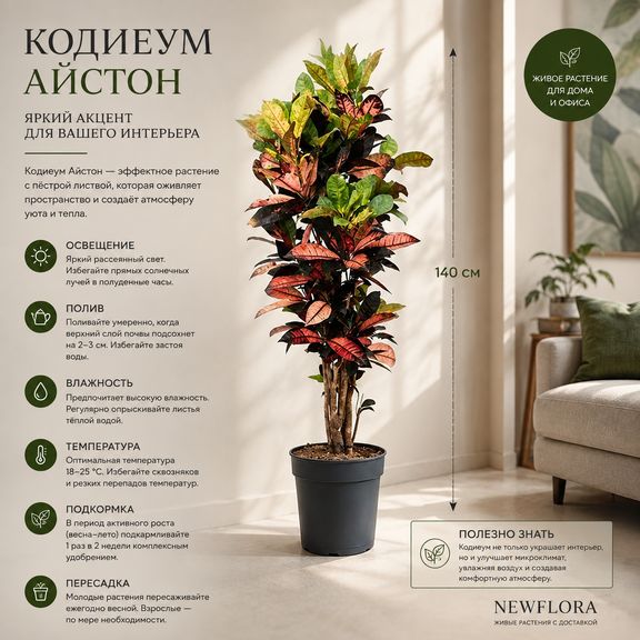 Кодиеум айстон в горшке (высота 140 см)