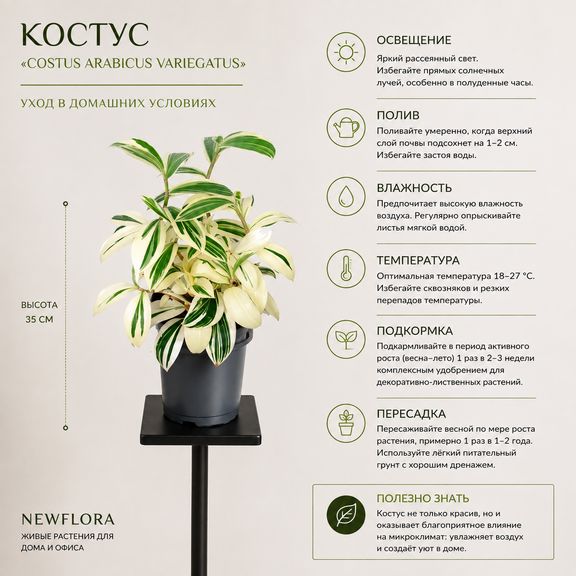 Костус «costus arabicus variegatus» (высота 35 см)