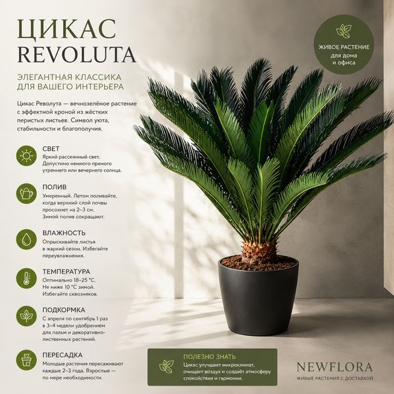 Цикас «revoluta» (высота 1 метр)