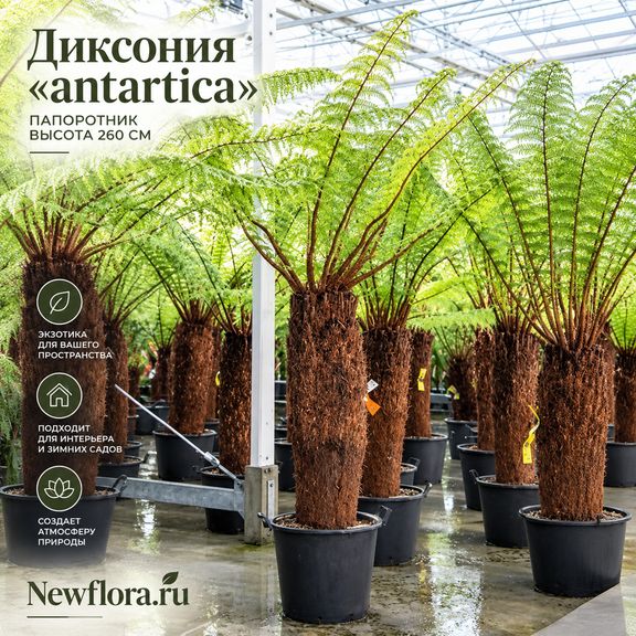 Диксония «antarctica» папоротник (высота 2,5 метра)