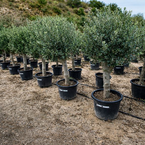 Оливковое дерево «Европейское» (Olea europaea) 160-170 см