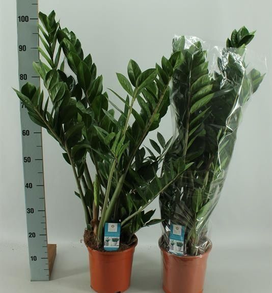 Замиокулькас «zamiifolia» (высота 1 метр)