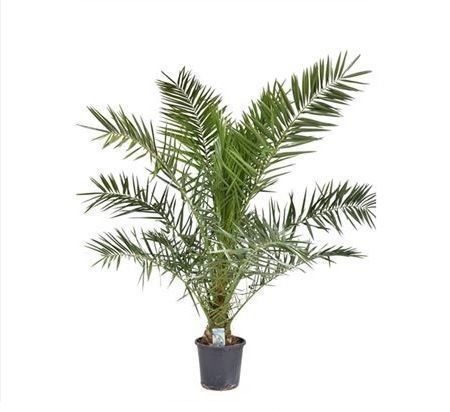 Финиковая пальма «phoenix canariensis» (высота 150-175см)