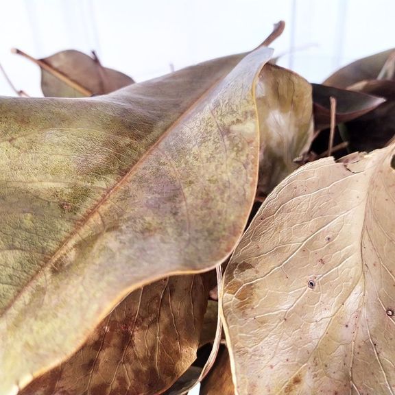 Сухие листья протеи королевской «King»