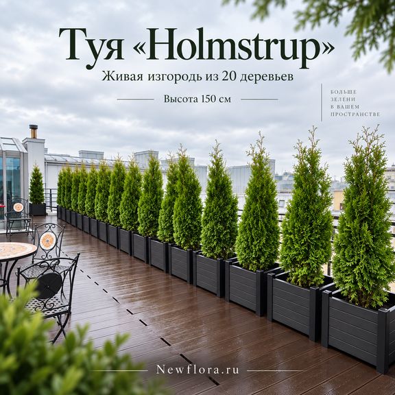 Туя «Holmstrup» живая изгородь высотой 150 см из 20 деревьев