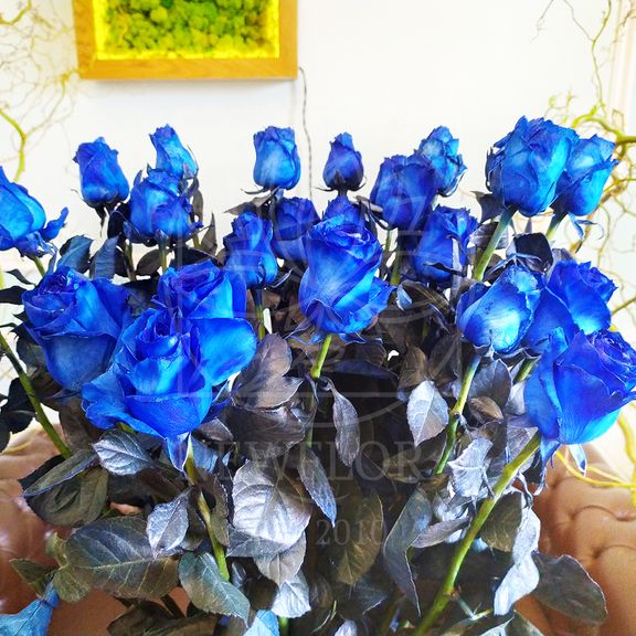 Роза крашенная синяя Tint M Blue 100см, Эквадор