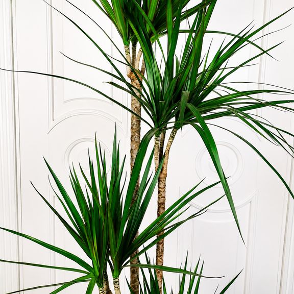 Драцена Маргината высотой 180 см в горшке (Dracaena marginata)