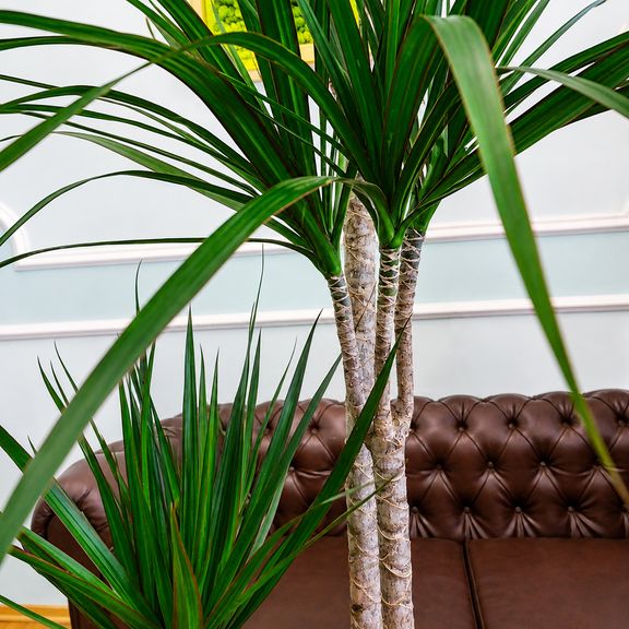 Драцена Маргината высотой 180 см в горшке (Dracaena marginata)